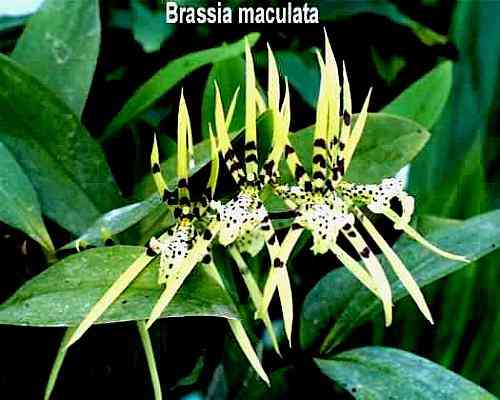 Brassia maculata